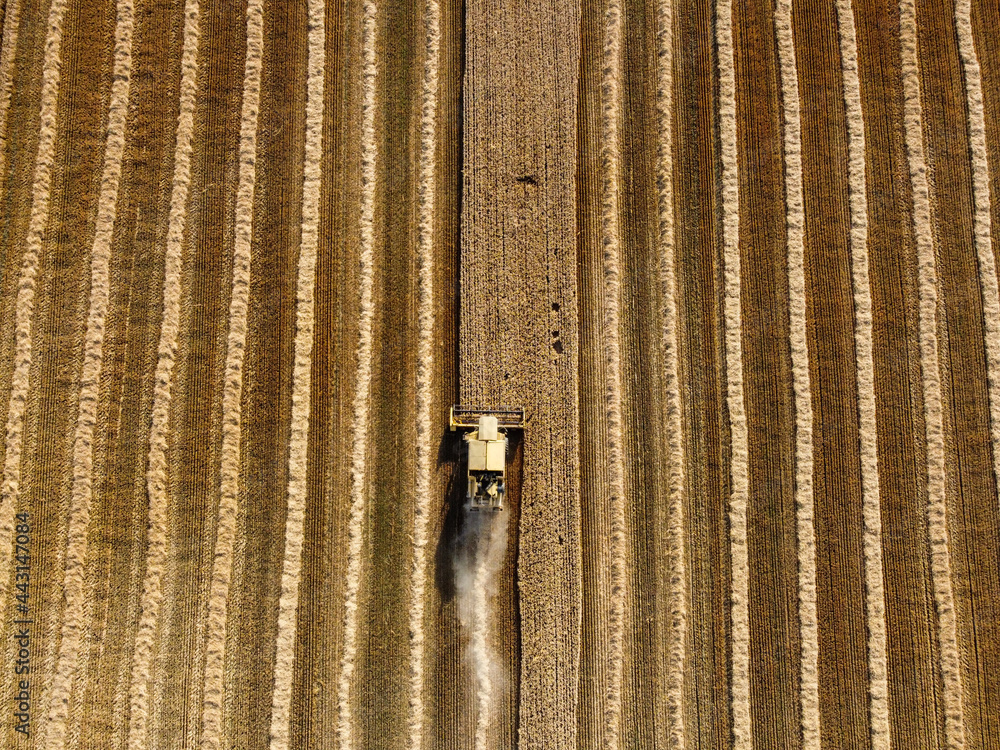 Aerial drone view of combine harvester gathers the golden wheat in the field. Combine harvesting barley crop at summer. Harvester working and mowing a cereal in a field, view from above. Aerial drone view of combine harvester gathers the golden wheat in the field. Combine harvesting barley crop at summer. Harvester working and mowing a cereal in a field, view from above.