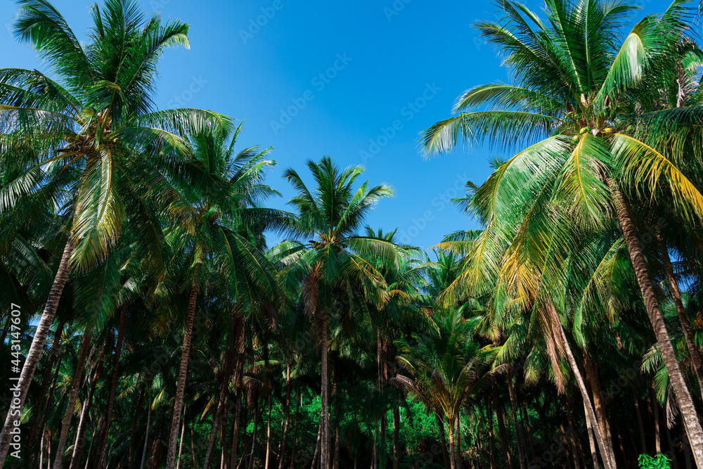 dense palm grove against the blue sky. tropical island. Ko Rang Yai, Thailand