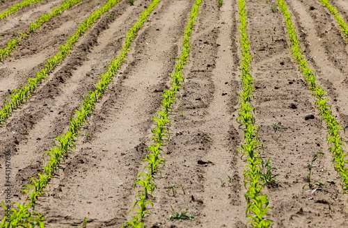 green corn sprouts in the spring or summer