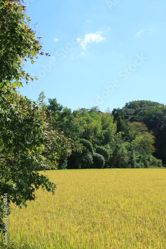 日本に原風景 黄色く色づいた稲穂と里の秋