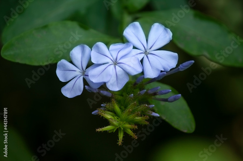flores celestes, naturaleza, jardín, matorral, pétalos