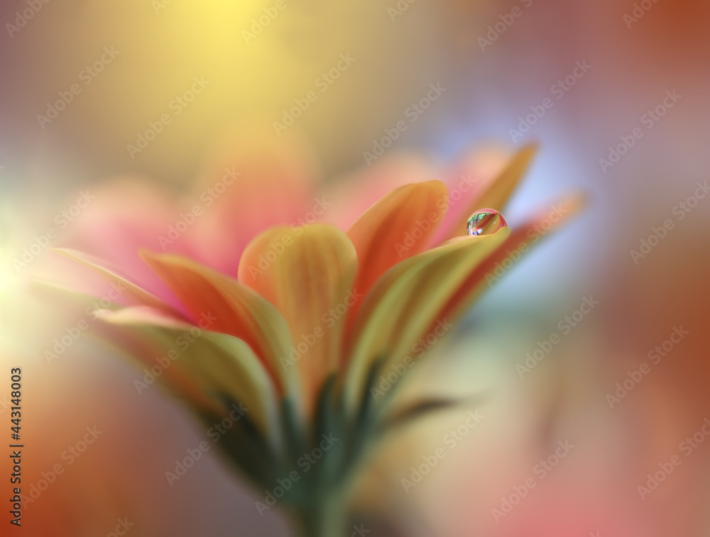 Obraz premium Beautiful macro shot of magic flowers.Border art design. Magic light.Extreme close up macro photography.Conceptual abstract image.Yellow and Pink Background.Fantasy Art.Creative Wallpaper.Water Drop.