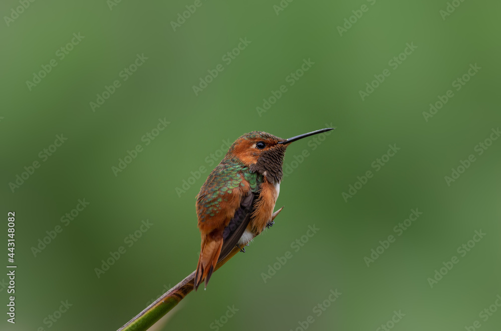 Fototapeta premium Beautiful male Allen's hummingbird perched, side view.