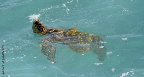 green sea turtle swimming and taking a breath in poipu, kauai, hawaii