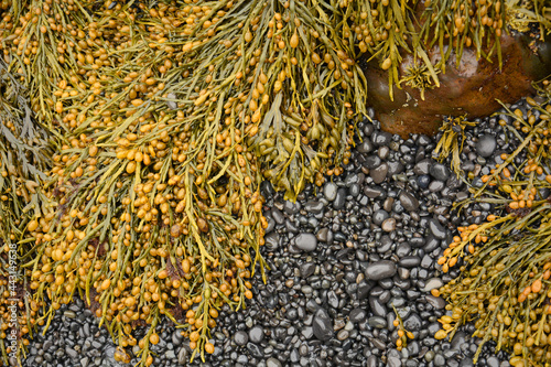 knotted wrack seaweed and lava pebbles on the beach in snaelfellnes, iceland