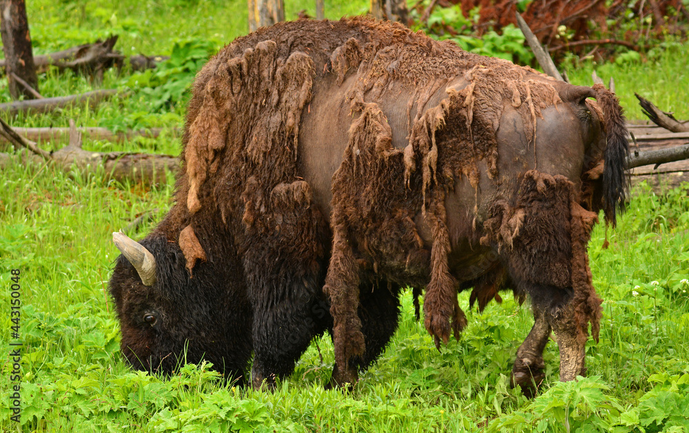 shedding american bison grazing in summer the hayden valley in Yellowstone National Park, Wyoming shedding american bison grazing in summer the hayden valley in Yellowstone National Park, Wyoming