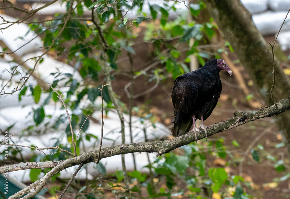 Close up view of a the turkey vulture or Zopilote, a Scavenger bird Close up view of a the turkey vulture or Zopilote, a Scavenger bird