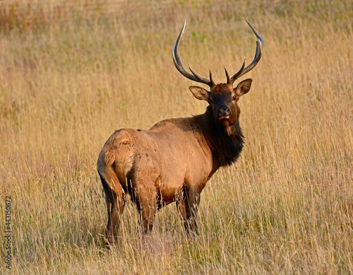 bull  elk standing in the grass in autumn in  rocky mountain national park  colorado