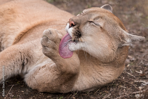 Puma licking it's paws. Symbol of female sexuality. Mountain lion licking paw.