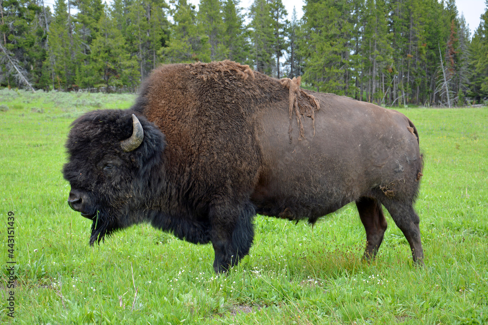  american bison grazing in summer near yellowstone lake in yellowstone national park,  wyoming    
