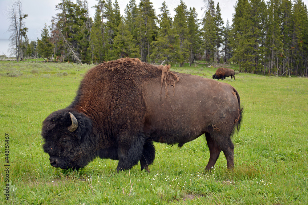  american bison grazing in summer near yellowstone lake in yellowstone national park,  wyoming    