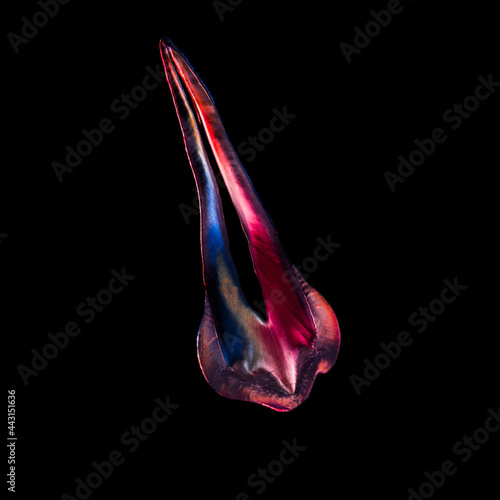 A premolar tooth with red color