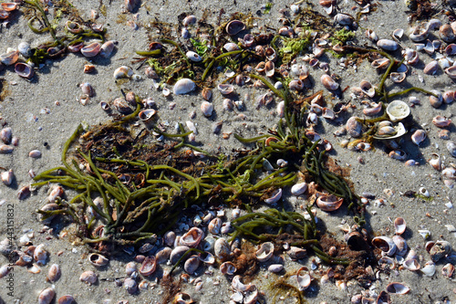 sea shells and seaweed on the beach at hyannis port, cape cod, massachusetts, new england photo