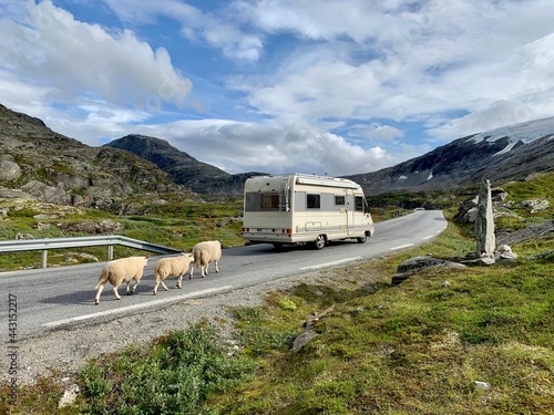 Fotografia, Obraz Berglandschaft in Norwegen mit Wohnmobil  - Wohnwagen und Schafe, die auf der St
