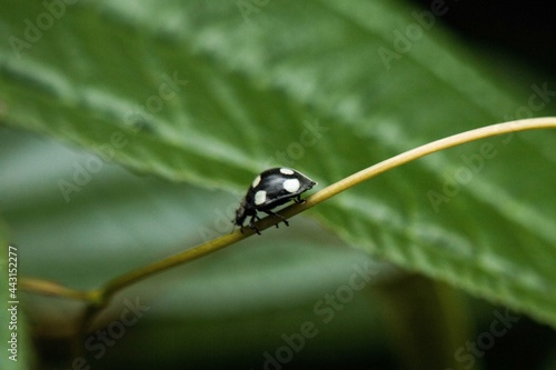 bug on leaf