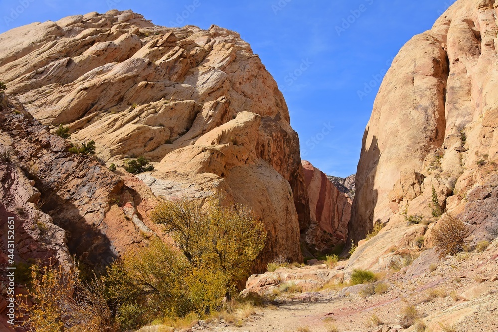 Fototapeta premium looking up at uneva canyon and a red striped rock wall on a sunny fall day along the trail in the san rafael swell, near green river, utah