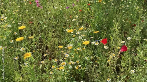 Colorful and diverse wildflower meadow with flowers and bumble bees photo