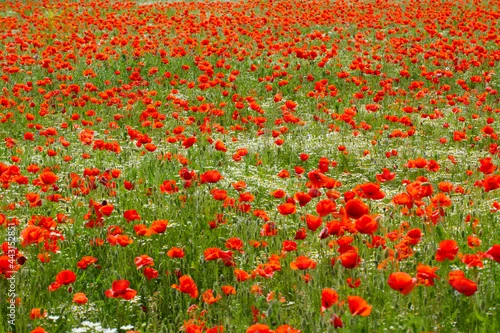 Obraz Piękne czerwone maki i chabry na tle zielonego pola  na wsi. 