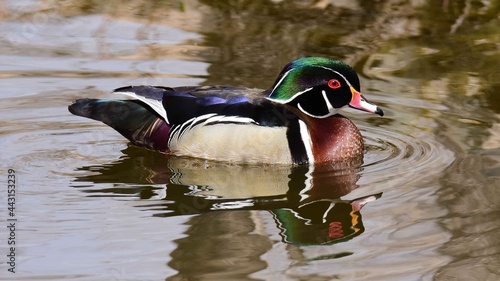 colorful wood duck drake swimming in Sterne park, Littleton,  colorado