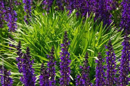 Bright purple flowers of sage  Salvia  close-up on a background of green grass in a flower garden