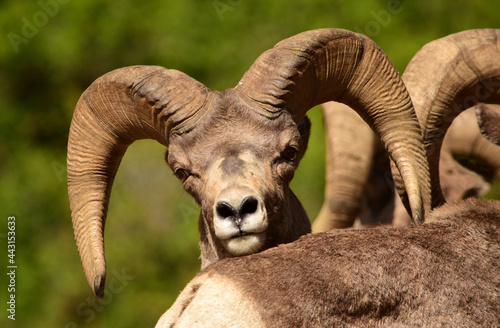 close up of  rocky mountain big horn sheep rams in summer at waterton canyon,  littleton, colorado photo