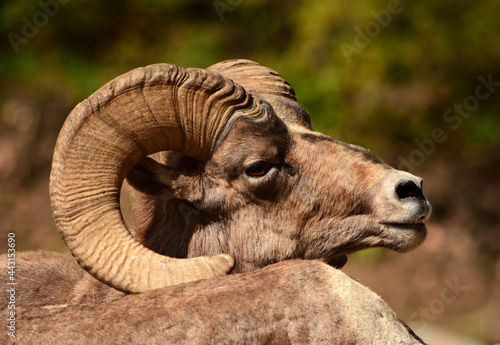 close up of rocky mountain bighorn sheep ram in waterton canyon, littleton, colorado photo