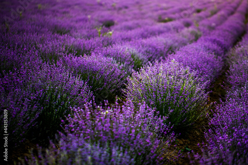 field of lavender