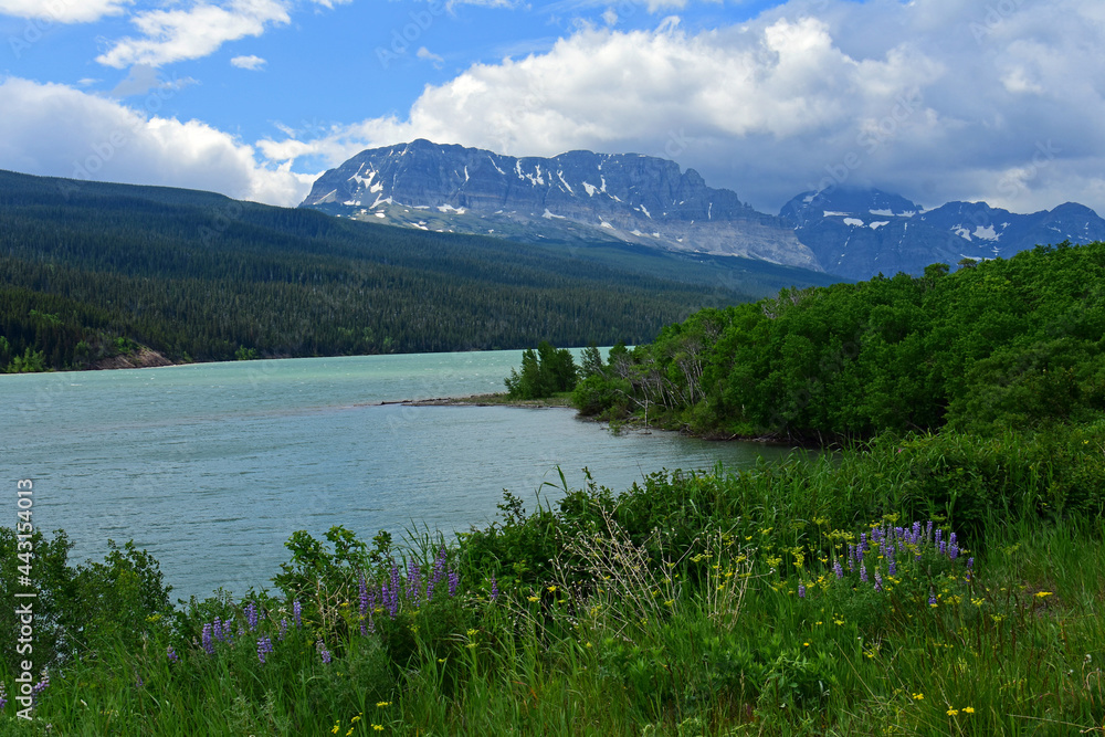 wildflowers,  turquoise-colored water of lake sherburne and   beautiful glaciated peaks of glacier national park, montana    