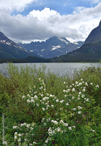 white wildflowers and the beautiful peaks  of glacier national park  montana  as seen across swiftcurrent lake in many glacier