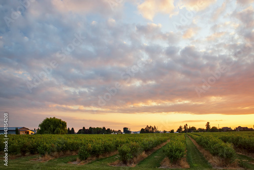 Blueberry field at sunset