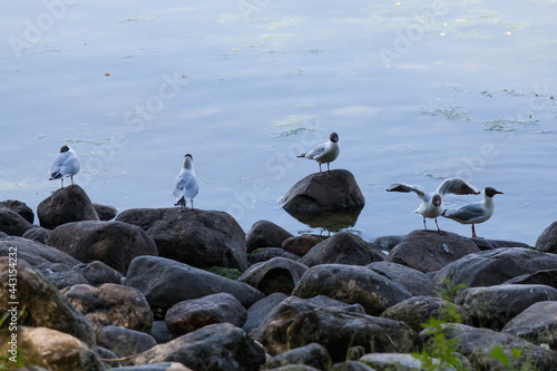 Seagulls in Gulf of Finland