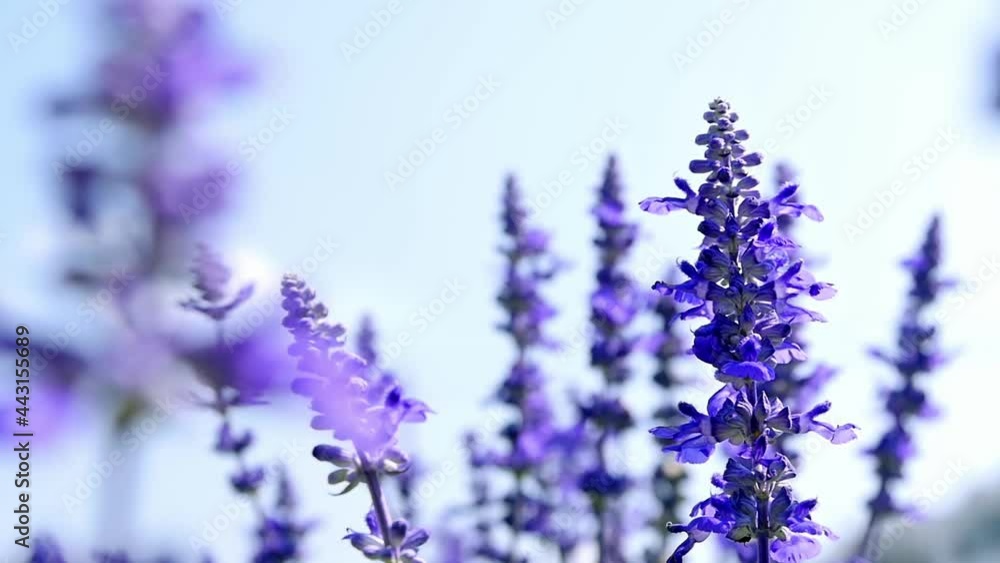 Closeup of purple lavender with blurred background Closeup of purple lavender with blurred background