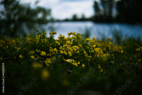Fototapeta Naklejka Na Ścianę i Meble -  flowers on a meadow
