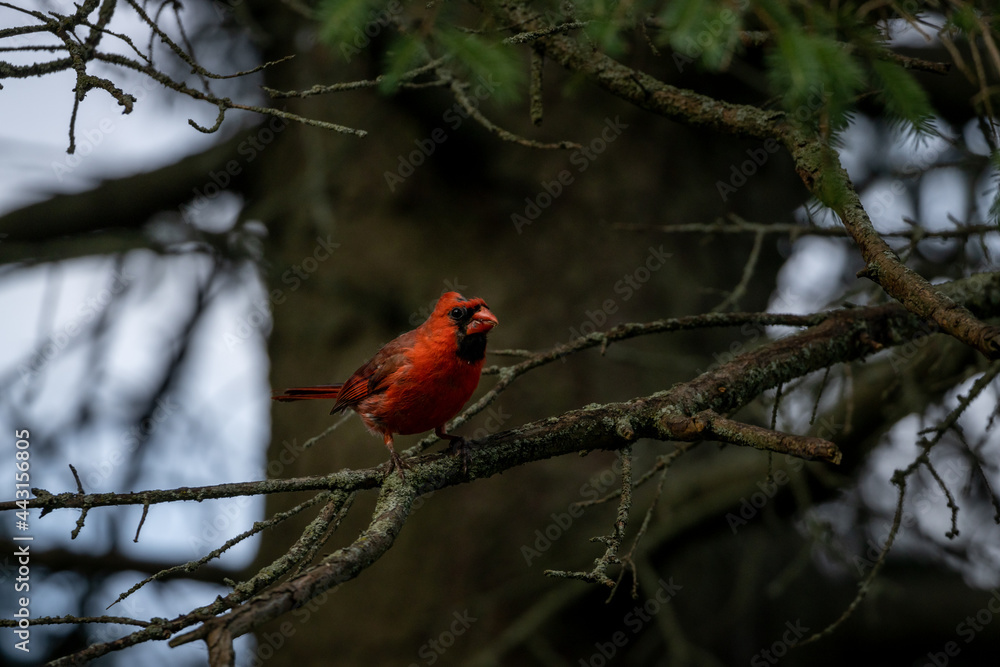Cardinals at Lynde Shores Conservation Area Cardinals at Lynde Shores Conservation Area