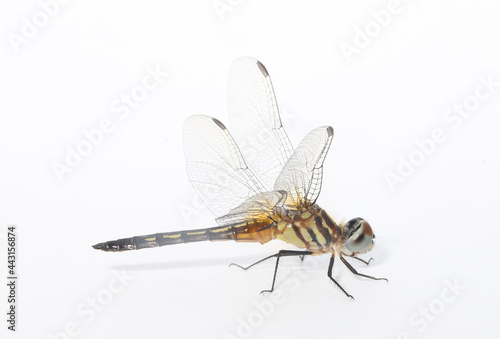Side view of a Blue Dasher Dragonfly (Pachydiplax longipennis) with female coloration.