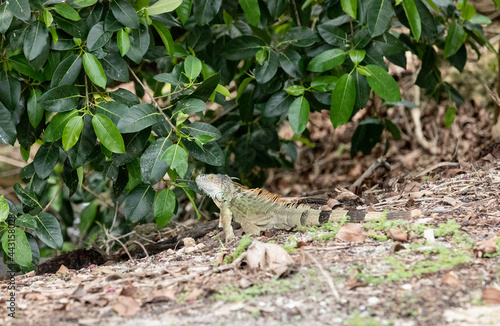 Green Iguana also known as Iguana iguana basks