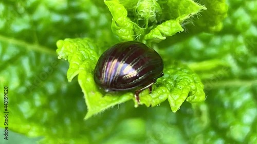 bug on leaf