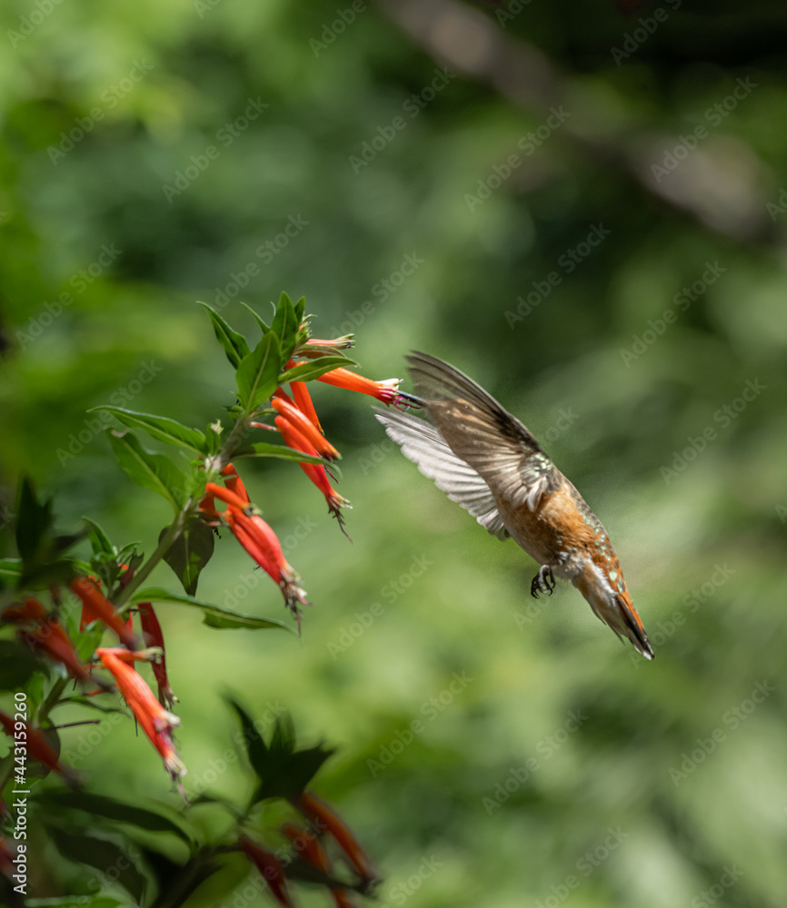 Obraz premium Rufous Hummingbird Translucent 1174