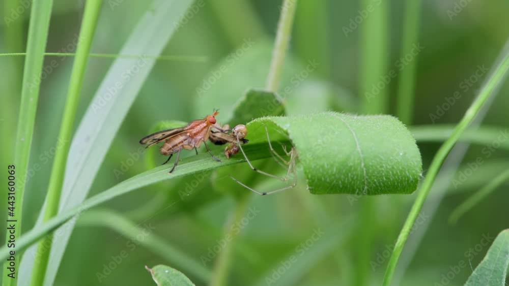 Spider chasing fly away from his meal Spider chasing fly away from his meal