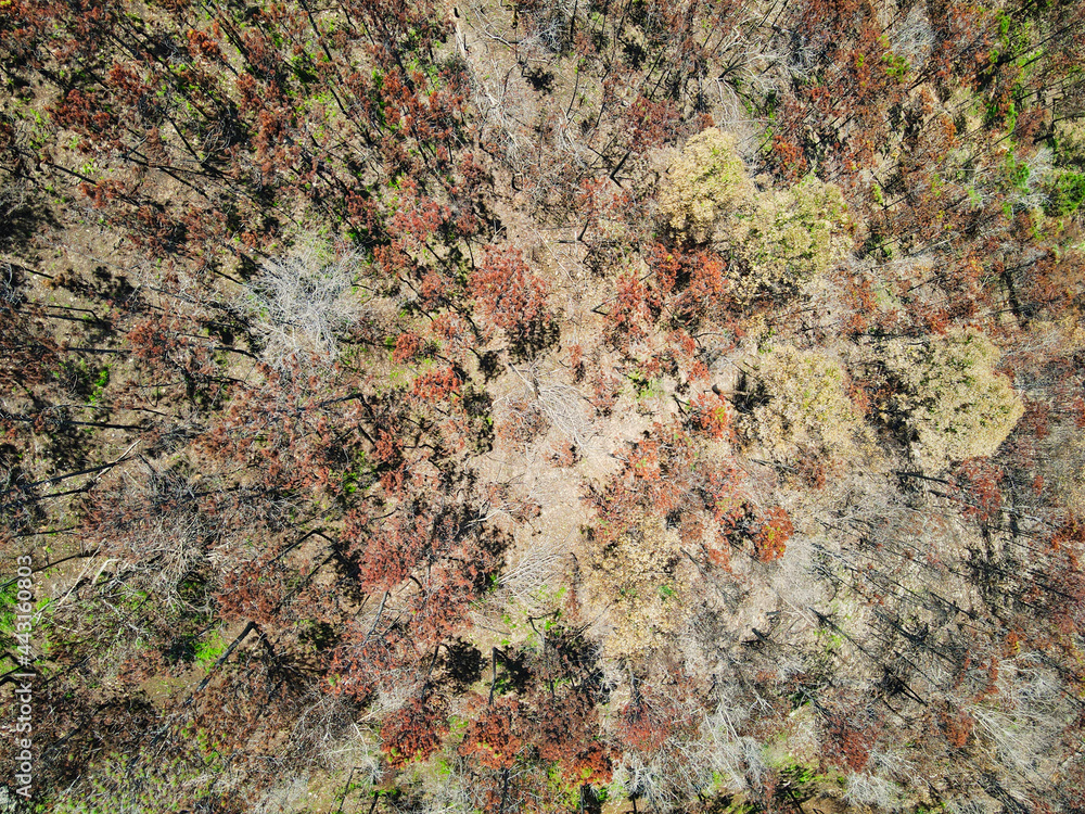 Mountain affected by a forest fire in a Caribbean Country the Dominican Republic, aerial view Mountain affected by a forest fire in a Caribbean Country the Dominican Republic, aerial view