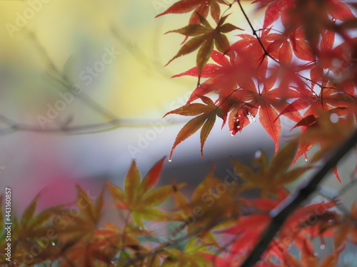日本の鮮やかな紅葉