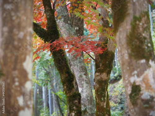 日本の鮮やかな紅葉