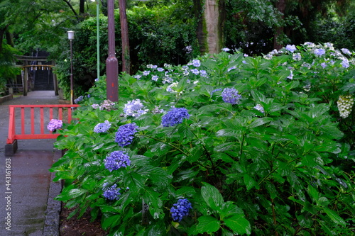 小江戸川越 紫陽花が咲くころ 梅雨時期の喜多院