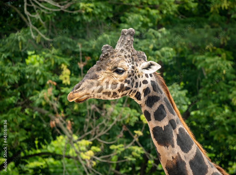 Rothschild Giraffe as zoological specimen in Knoxville Tennessee. Rothschild Giraffe as zoological specimen in Knoxville Tennessee.