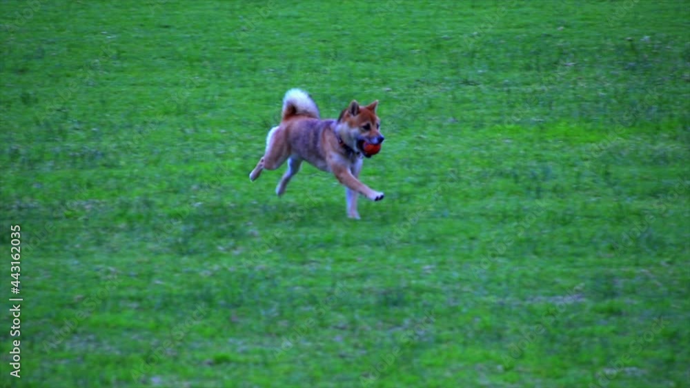 slow motion running brown dog fetching a ball in a Suburban Sydney park NSW Australia slow motion running brown dog fetching a ball in a Suburban Sydney park NSW Australia