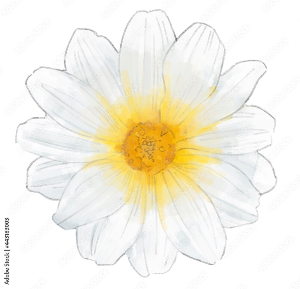 一輪の白い花のイラスト Stock Illustration Adobe Stock