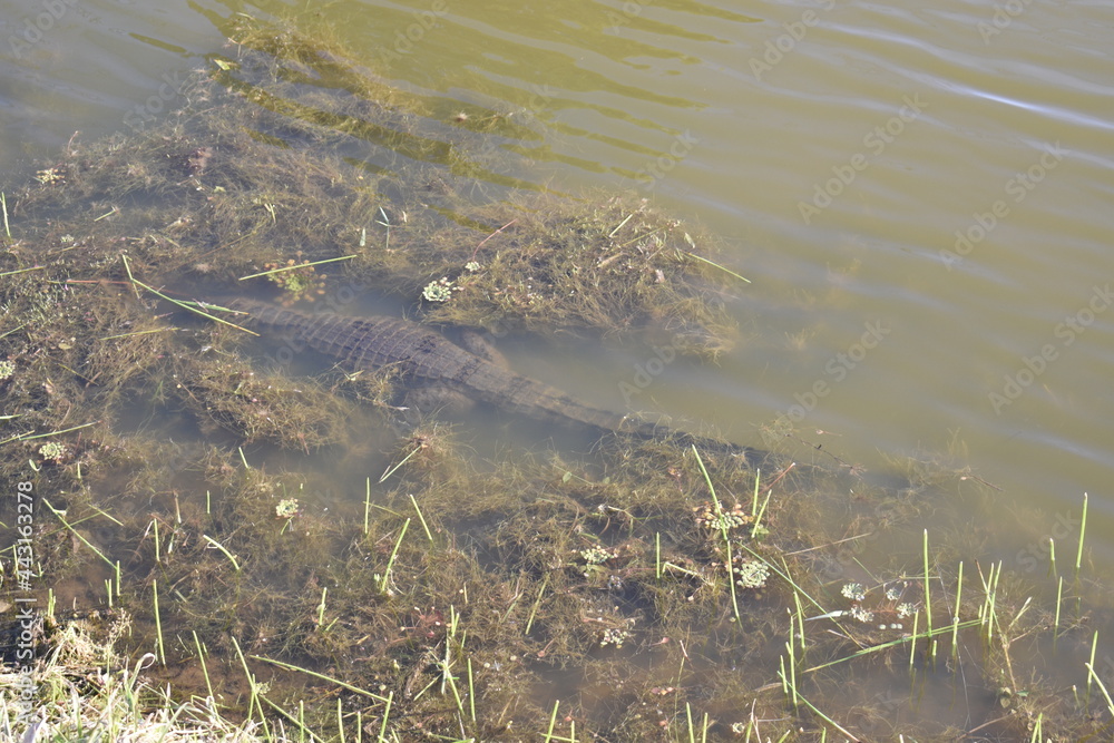 Fototapeta premium Alligator underwater