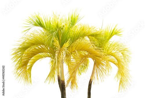 Yellow palm tree isolated on white background