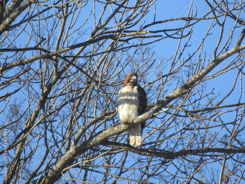 Red-tailed Hawk--Decorah, Iowa photo