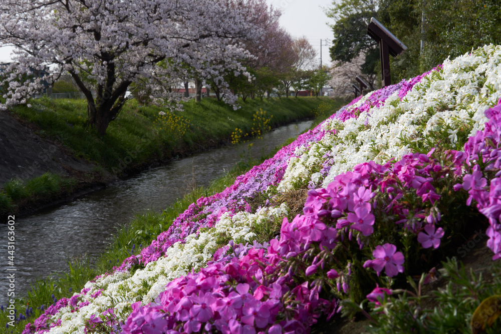 Obraz premium Beautiful moss phlox that covers the banks of the Shibuta River and cherry blossoms in full bloom